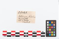Etikett zu Bronzezwiebelkopfnadel (NHMW-PRAE-026468)